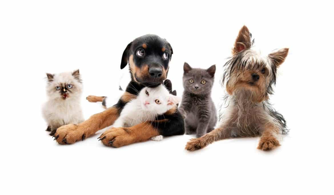 Du kommst in ein Zimmer auf dem Bett liegen 2 Hunde und 3 Katzen