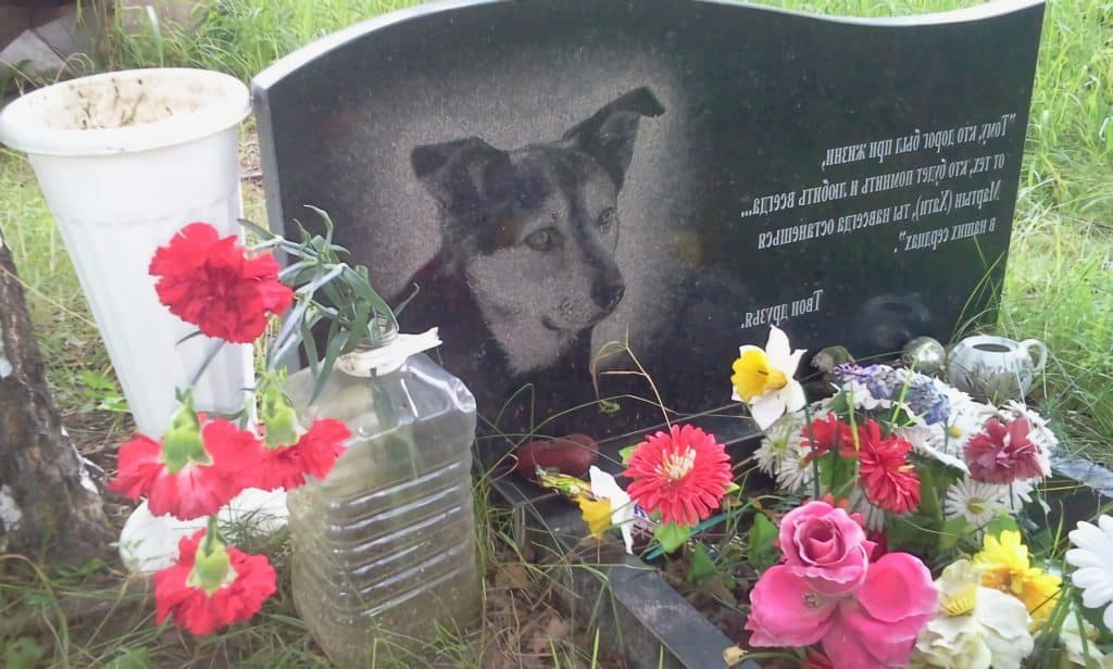 Снится умершая собака хозяину живой. Памятник Жужа памятник собаке. Памятник Хатико могила. Хатико могила собаки. Памятник собаке на кладбище.
