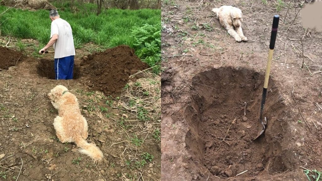 Hund im Garten begraben Wie lange dauert die Verwesung 2