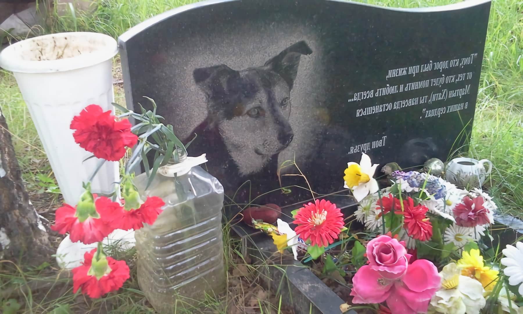 Hund im Garten begraben, Wie lange dauert die Verwesung? ZBuzz