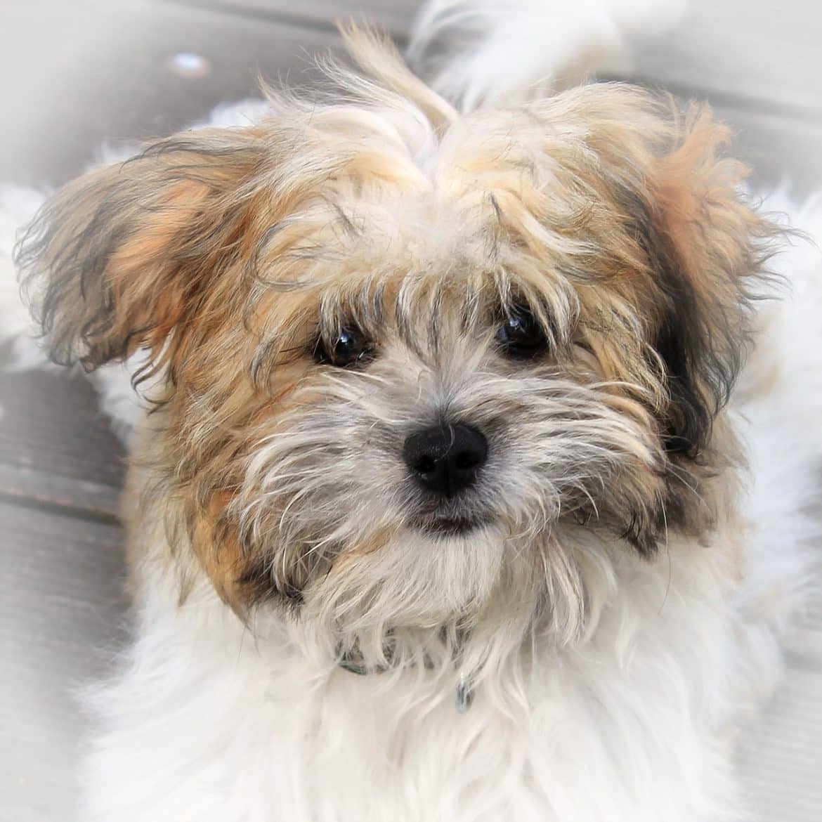 Hund verstorben wann kommt die Seele aus dem Körper