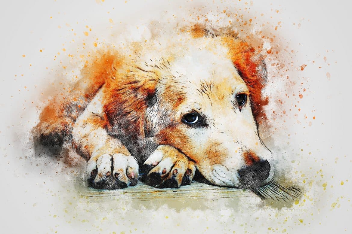 Hund verstorben wann kommt die Seele