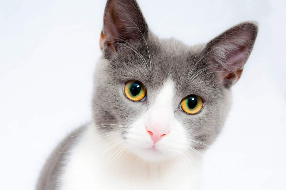 Katzen aneinander gewöhnen