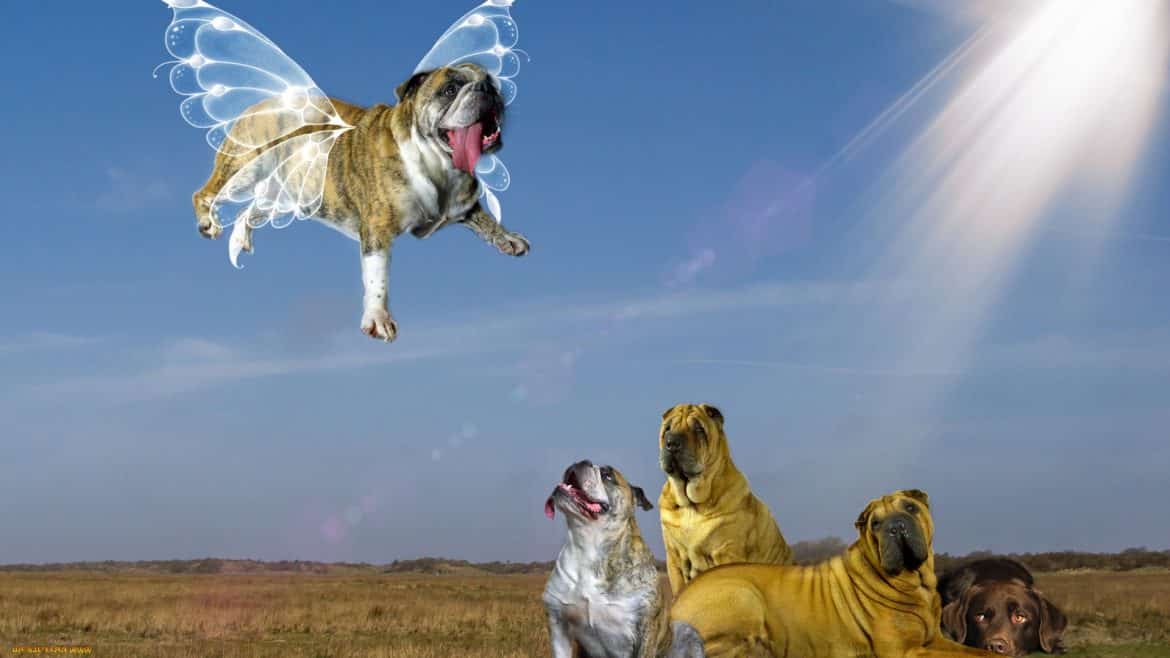 Mein Hund gestorben Mein Hund gestorben