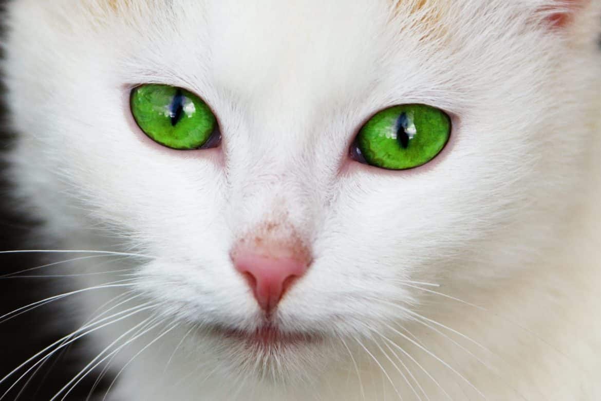 Merken Katzen wenn eine andere Katze gestorben ist?