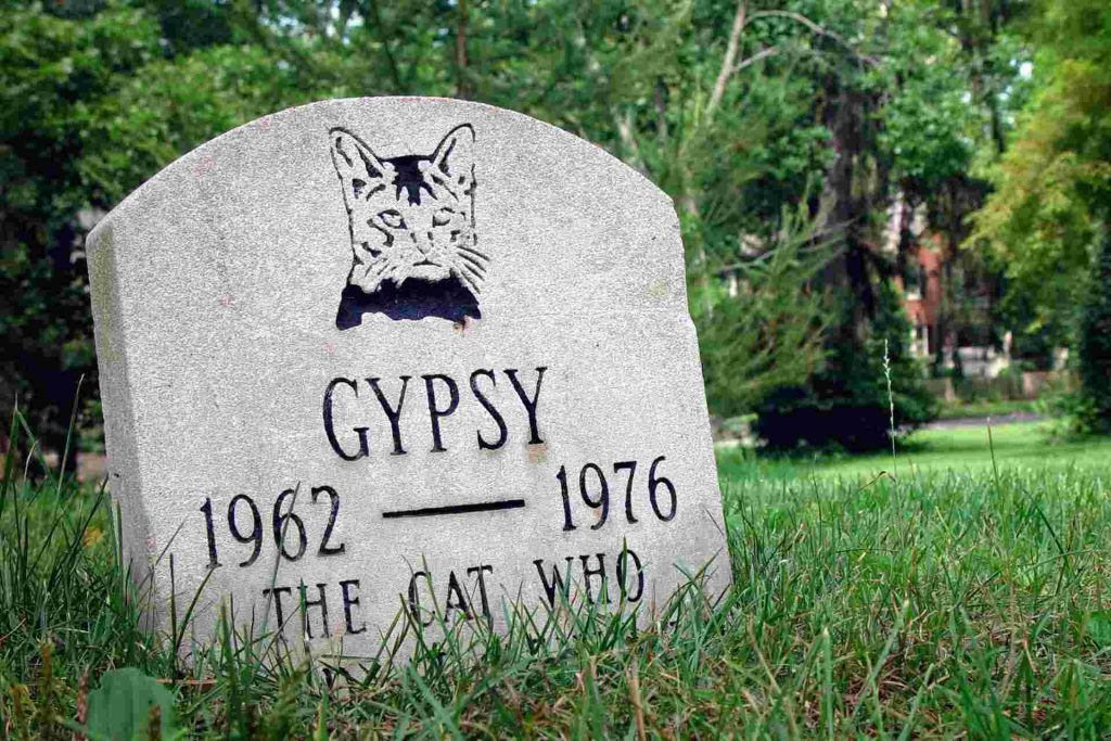 Verabschieden sich Katzen bevor sie sterben?