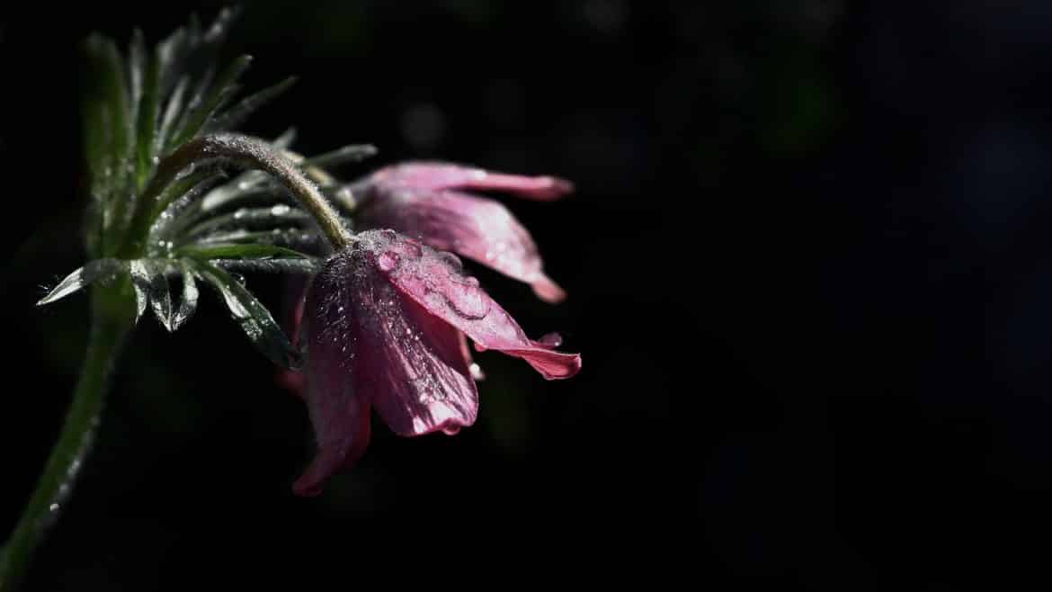 Was passiert nach dem Tod mit dem Körper?