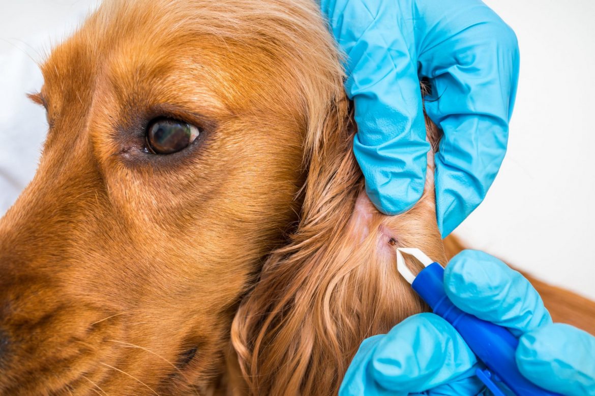 Wie lange saugt eine Zecke am Hund-2 Wie lange saugt eine Zecke am Hund?