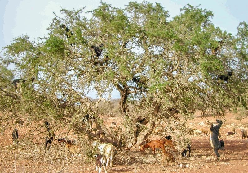 Ziegen fressen Arganbäume sowohl von unten als auch von oben