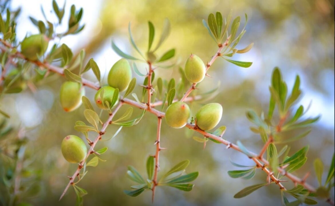 Arganöl: Das flüssige Gold aus Marokko