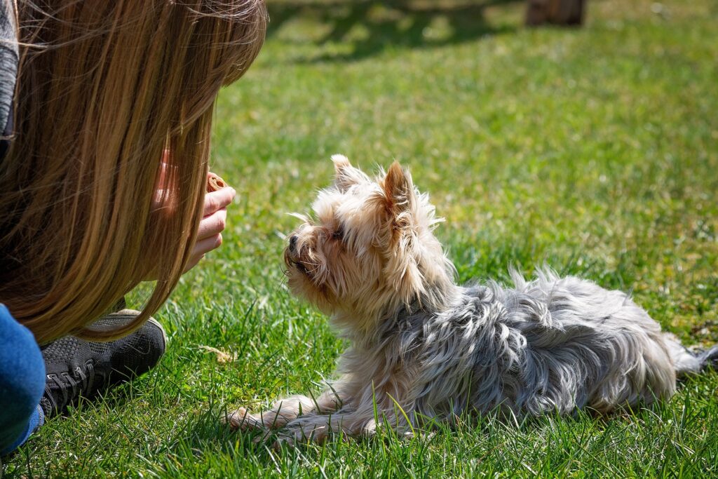 Hundetraining Tipps: So erziehen Sie Ihren Hund zu einem gehorsamen Begleiter